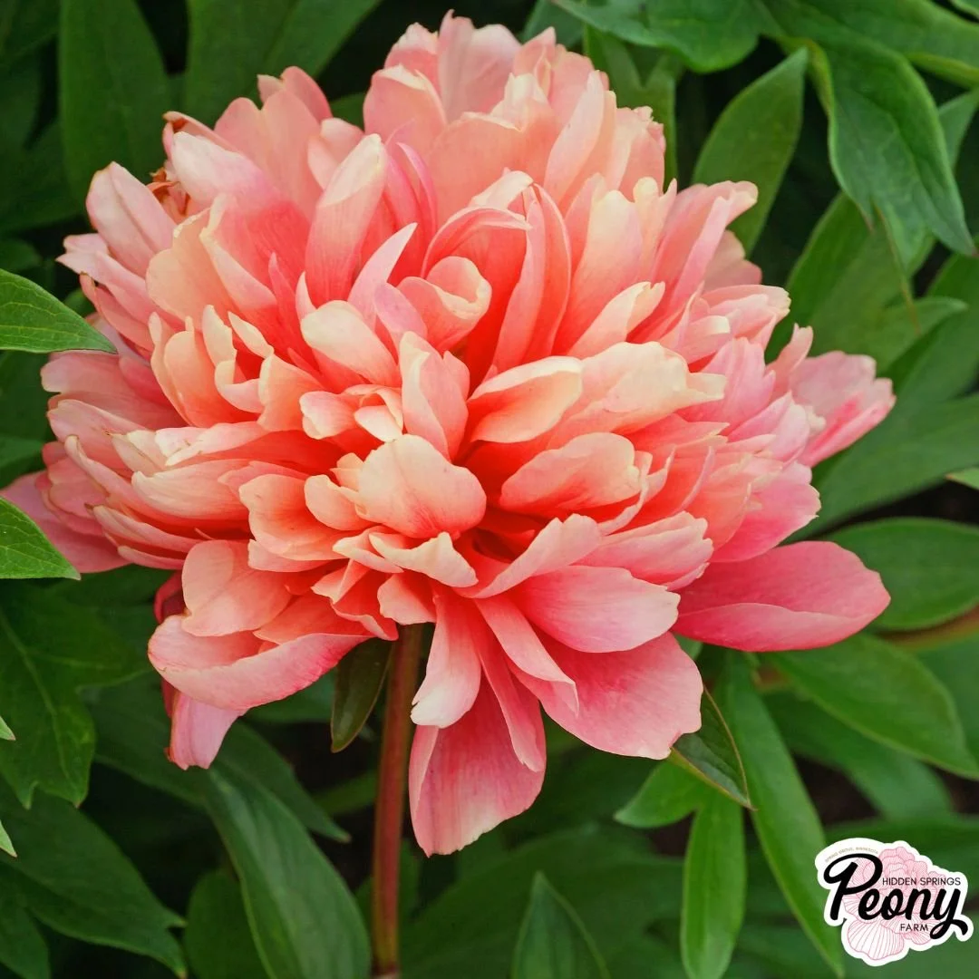 Lorelei Peony — Hidden Springs Peony Farm
